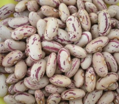 Recent Year Pinto Beans For Sell