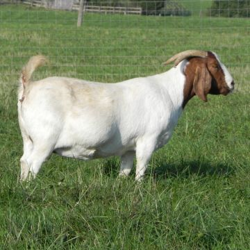 Goats Pure Breed Boer