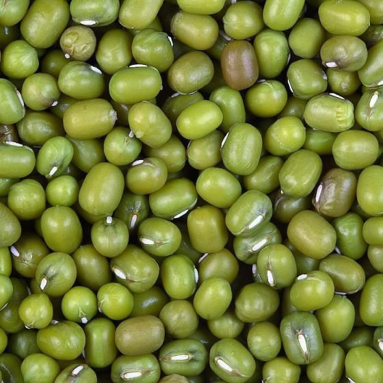 Green Mung Beans for Sale Premium Quality