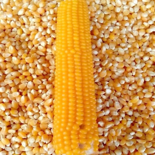 Yellow Corn/ yellow corn for human consumption non gmo yellow corn/ yellow corn for animal feed popcorn