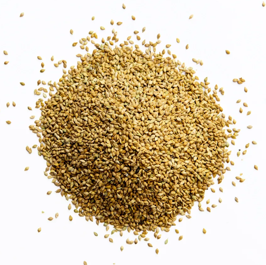 Bright brown millet