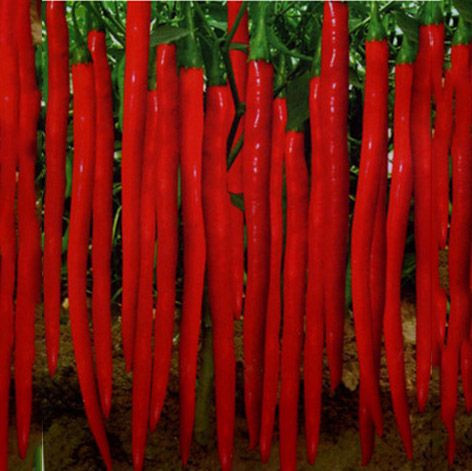 Hot pepper prices, vegetable seeds types