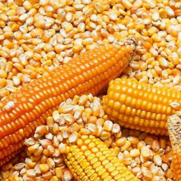 Dried Grade 2 Yellow Maize/Corn GMO Fit for Human Consumption and Animal Feed Origin: Brazil Argentina USA Ukraine