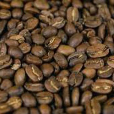 Nicaraguan Maragogype Coffee Beans