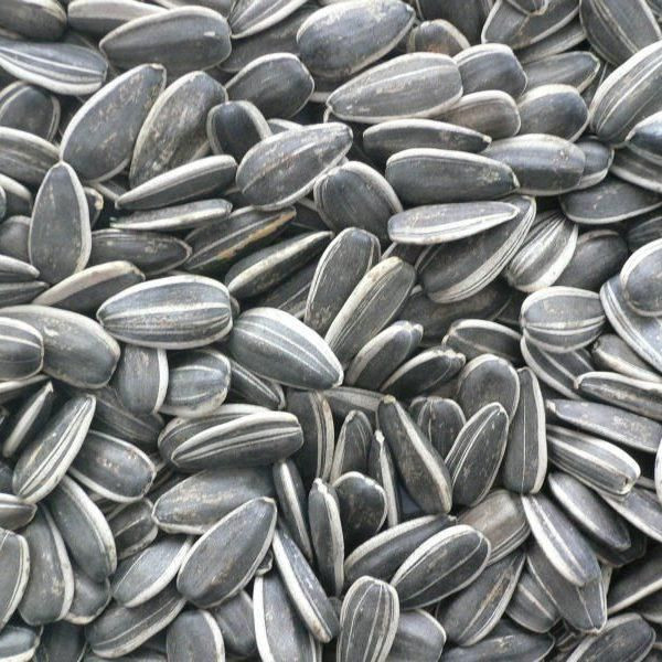 Wholesale Factory Direct Crop 601 Sunflower Seeds for bakery