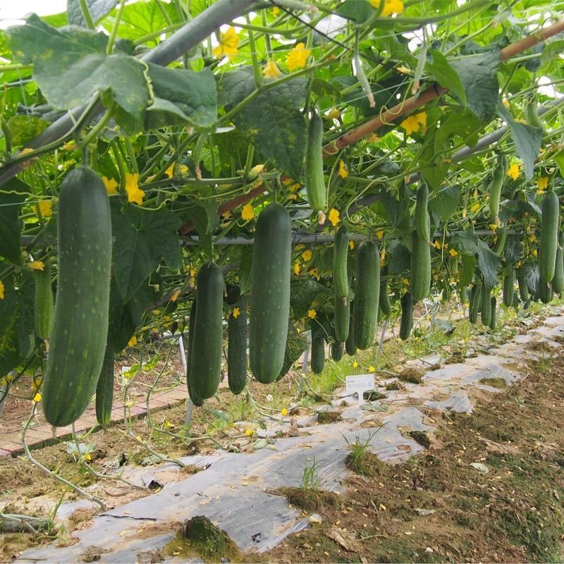 Heat disease tolerance cucumber seeds for sale