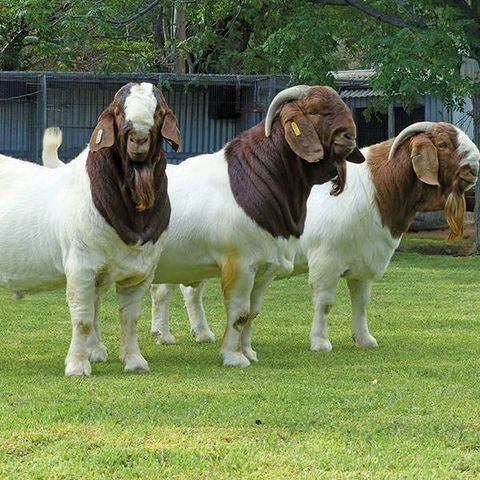 Pure Breed Saanen Goats