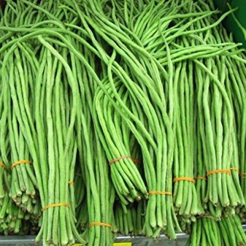 High yield Long Bean Seeds/Cowpea Seeds/Cow pea seeds For Cultivation